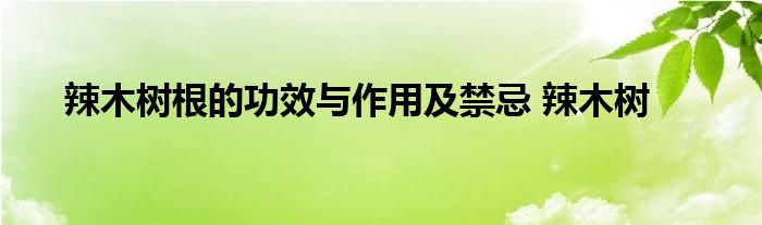 辣木树根的功效与作用及禁忌 辣木树 