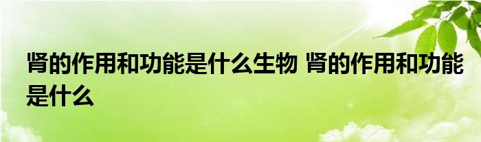 肾的作用和功能是什么生物 肾的作用和功能是什么 