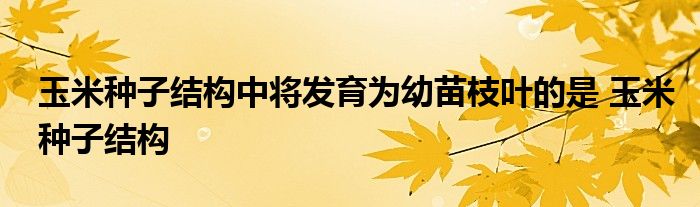 玉米种子结构中将发育为幼苗枝叶的是 玉米种子结构 