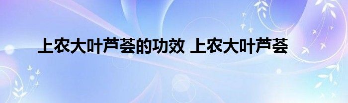 上农大叶芦荟的功效 上农大叶芦荟 